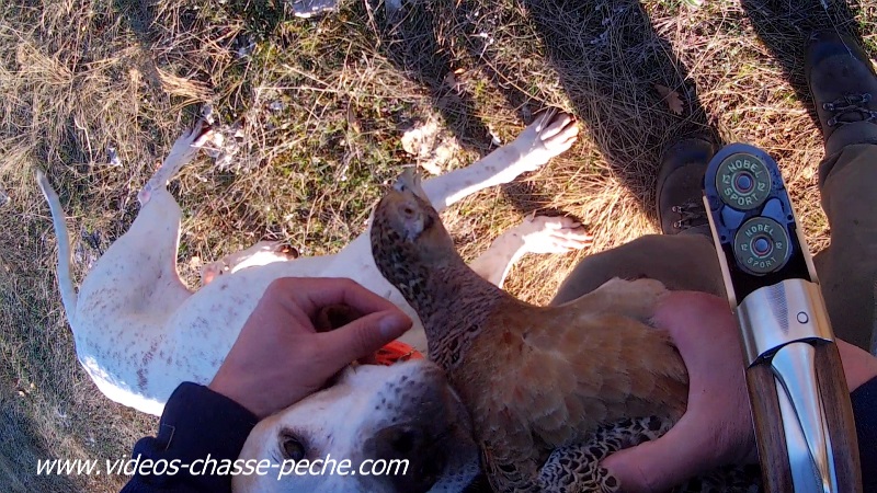 chasse au faisan